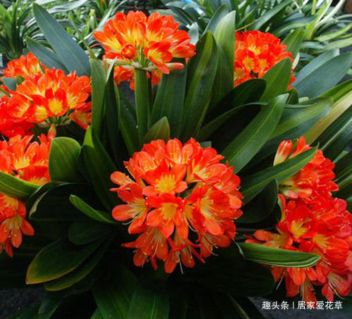 养君子兰,花盆里埋上10粒它,3个月蹿出4片新叶,开花50朵