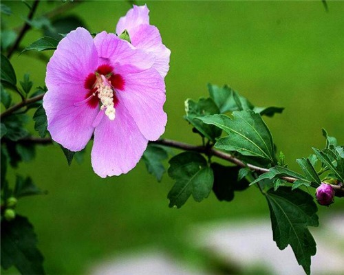 小木槿长期不开花教你3个养护小木槿的小妙招,阳台轻松变花海