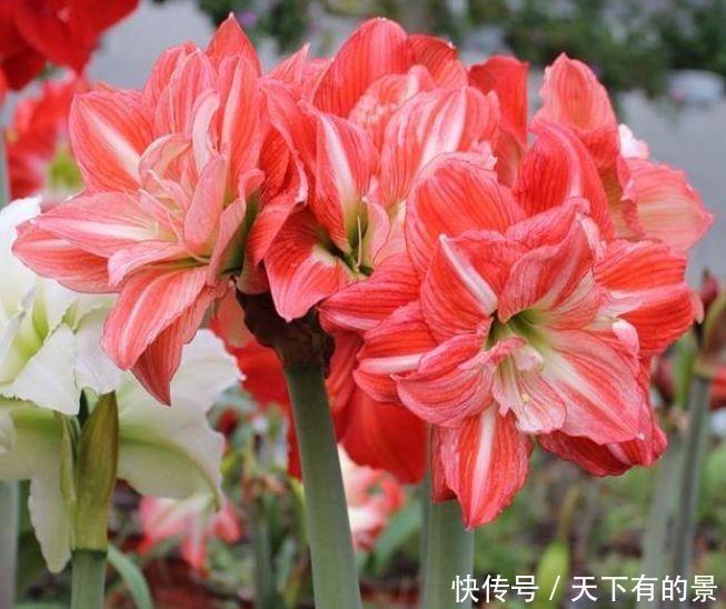 超漂亮的4种花，养上一盆，高端大气上档次