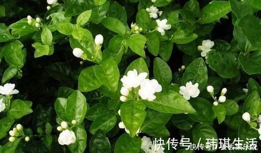 修剪|夏天养茉莉,叶子翠绿开花茂密,茉莉清香飘满屋
