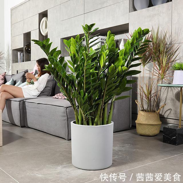 盆栽|客厅有树,十有九富!6种“富贵树”,贵气好养,旺家又吉利