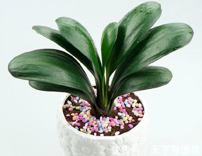 肥厚|君子兰怎么养护长势良好？避开5怕，叶片肥厚开花艳丽