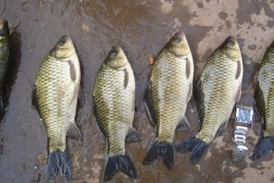 冬天冷，上鱼不够快，果断换用这2套钓法，大板鲫上了一尾又一尾