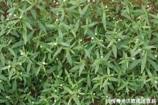 价值|被大面积种植的野草，过去随处能见，其实价值珍贵，能乌发补肾！