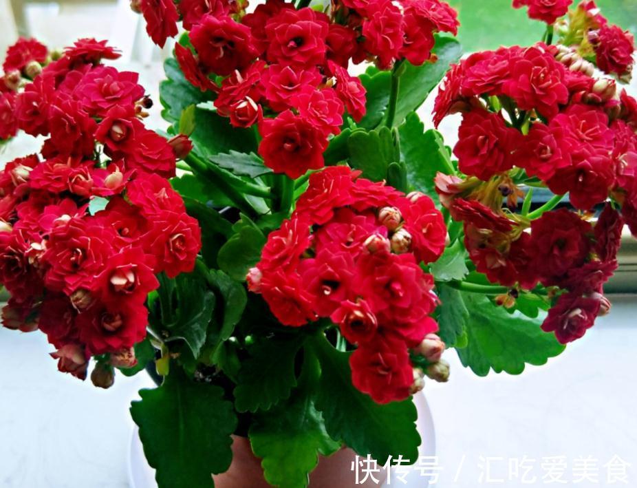 养花就该选“勤花”，这3样下雪天都能开花，正适合冬日盆栽赏花