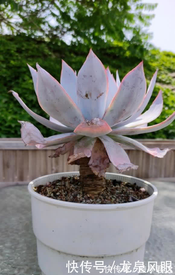 多肉根系|多肉想要养得好,通风,光照不能少,夏天养多肉,小风扇准备好