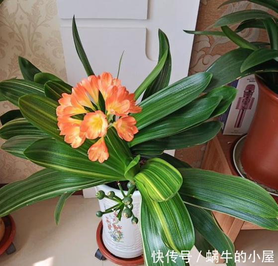 盆栽|立秋后，打理君子兰盆栽，甭急着干这3件事，不然人受穷花遭殃