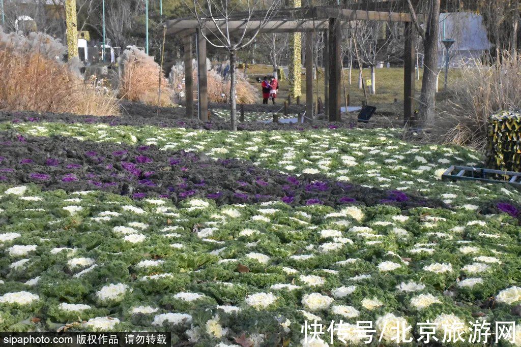 北京|冬天不想宅在家？北京这些地方，依然绿意葱茏！