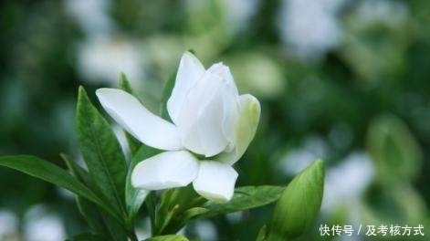 老黄叶|栀子花老黄叶、不开花？让你的花年年爆盆，花开百朵！