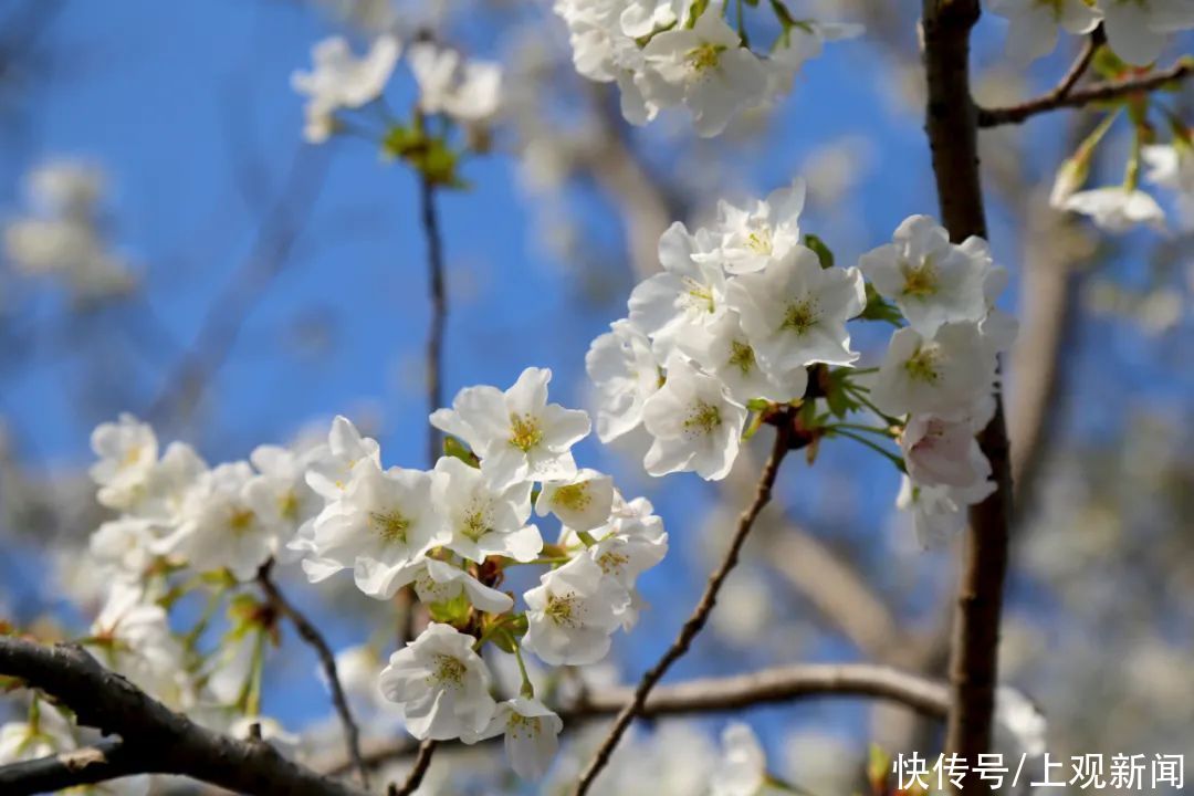 超20万游客到宝山顾村公园！上海樱花节首个周末迎来客流高峰