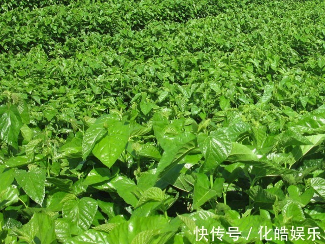 血糖|糖尿病患者注意,4种常见多的食物平时多吃点,或能稳定血糖不上