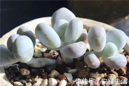 多肉十大美人,太阳一晒脸就红,胖成球的最好看!