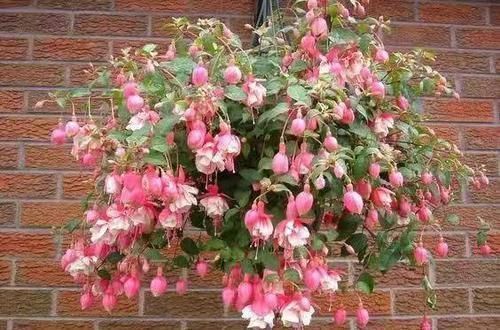 蟹爪兰|此6种花,给多少钱都不卖!个个都是养花牛人的杰作,价值上万