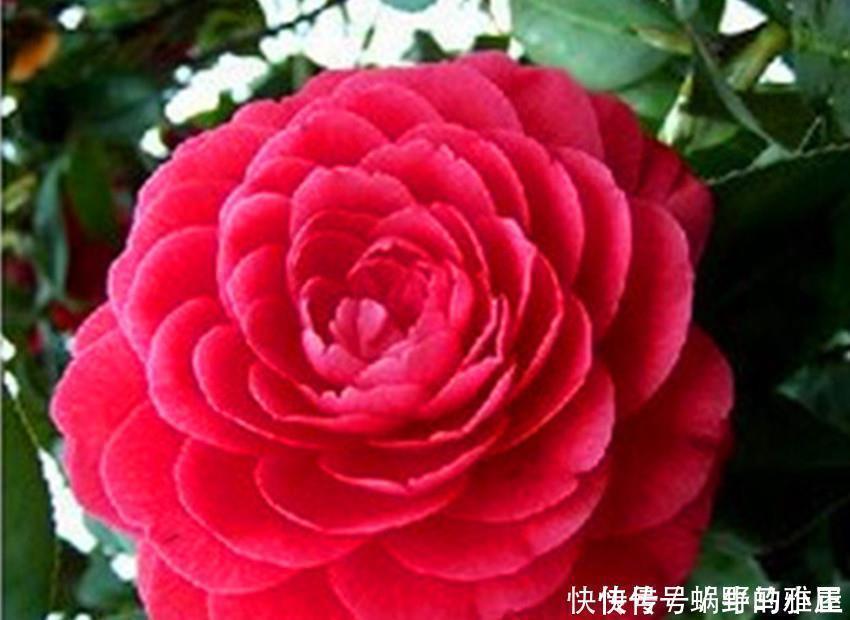 红双喜|世上最美最香的两种花,美如西施,香过桂花,养殖简单又容易