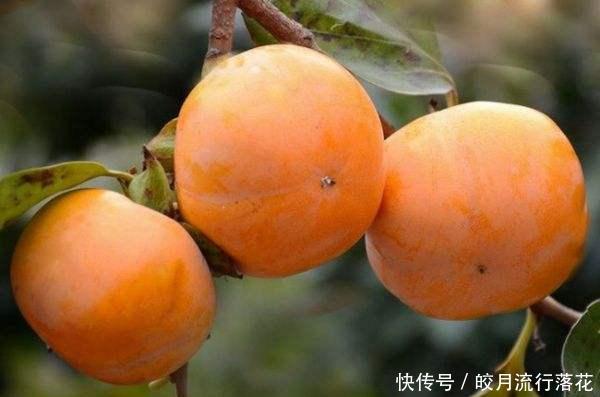 甜脆|金秋十月,罗田甜柿,甜脆可口,你吃过吗