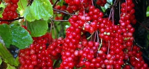  补益|女性不想人老珠黄，推荐几种食物，补益气血，增强人体免疫力