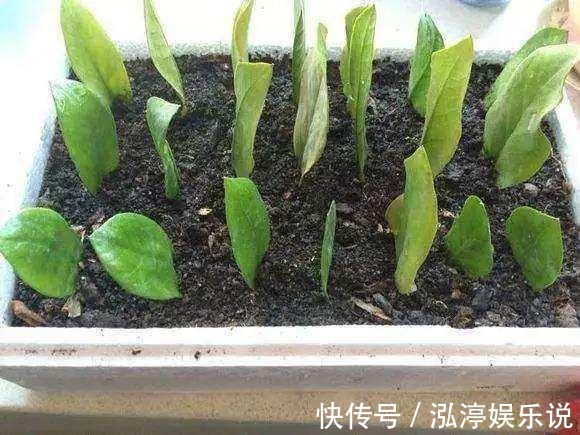 叶片|多余的叶片别浪费,试试扦插,不停冒嫩芽!