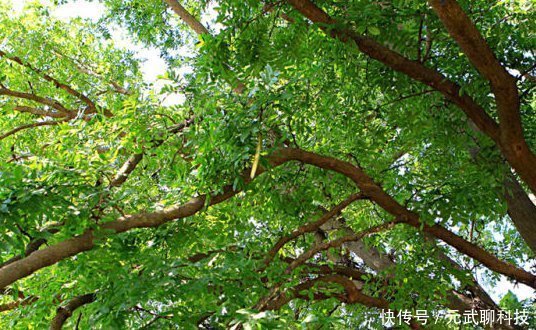 洗头|这个树农村遍地都是,浑身都是宝,用它洗头又干净又健康!