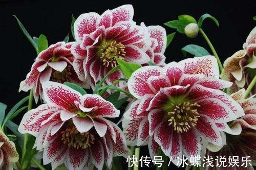 被名字耽误的8种花,好养好看开花惊艳,你最喜欢哪种?