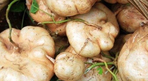 春季养生，推荐常吃以下食物，降脂减肥，疏通血管，增强体质