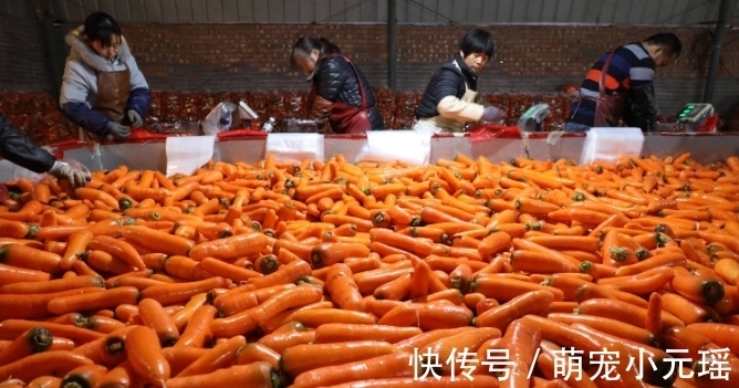 糠芯|超市的胡萝卜为什么干净还光滑?菜贩子透漏真相,早知道早受益