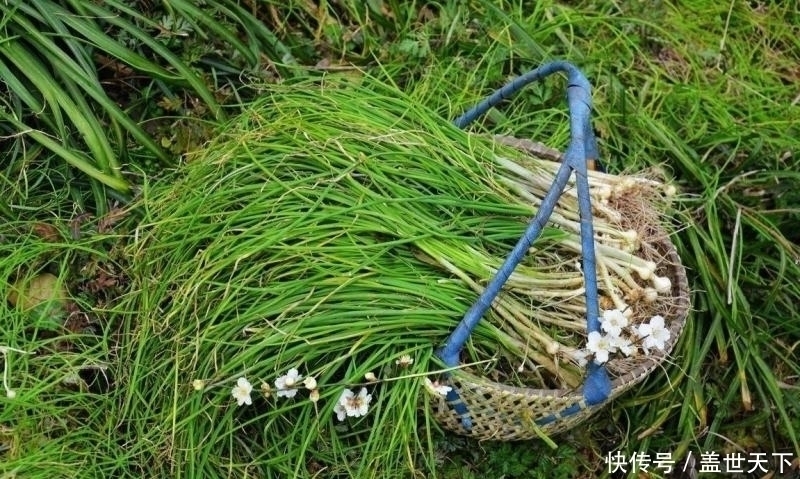 野葱|提个醒：农村荒地遇见此物，记得摘回家，好处十分的多，了解下
