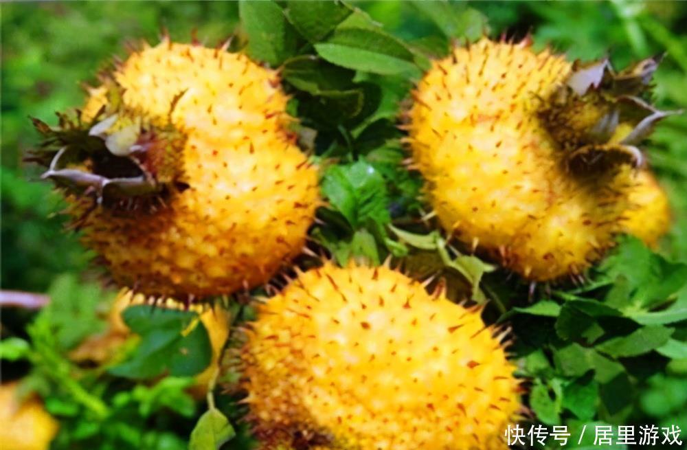 食物|月经期间,吃3种食物,子宫光滑又干净,痛经不来扰