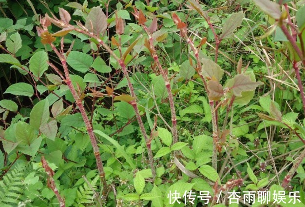 生命力|院子里长出这5种草,看到就铲除别犹豫,留下会“后患无穷”