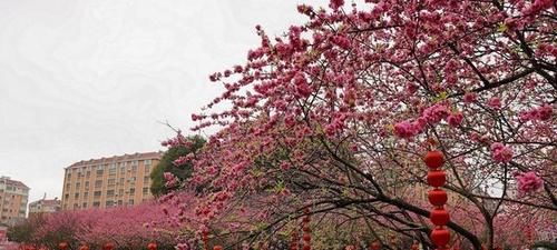 香炉山|郴州：又见桃花朵朵开，欢乐喜庆过新年