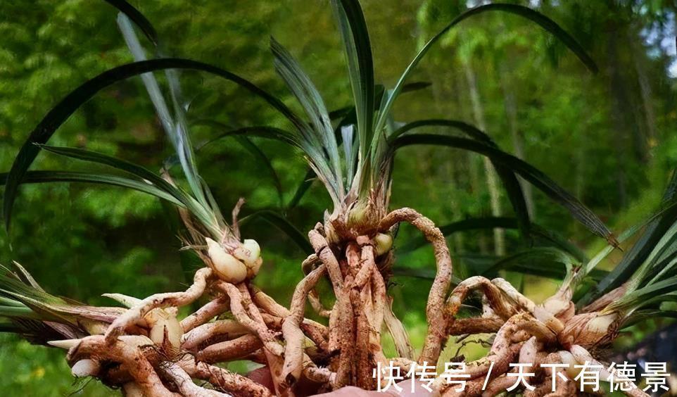 植株|从买花到养花,该如何实践落实“养花先养根”的俗语?
