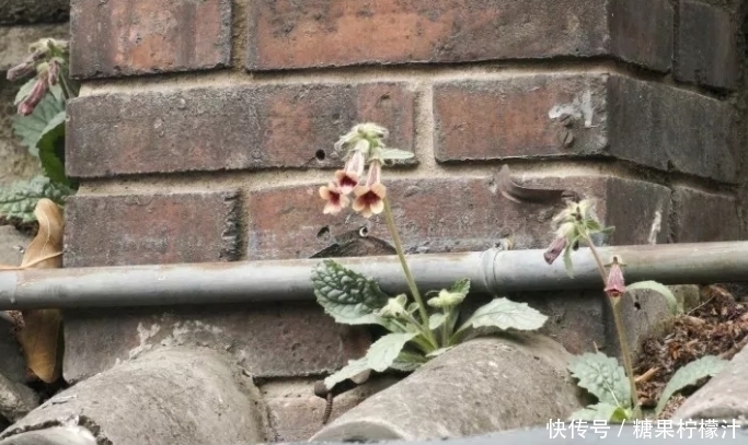 杂草|它是“四大仙药”之一,若长在你家屋顶,是你福气,别以为是杂草