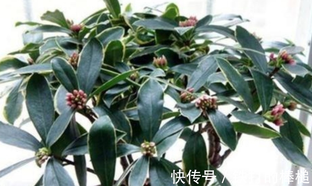 金边瑞香开完花后,下一步要如何养护?植株才能长得旺盛