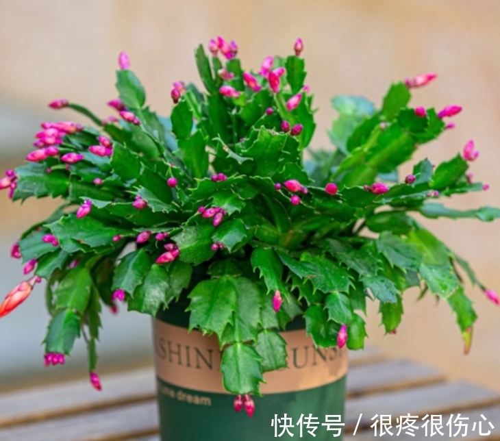 蟹爪兰花谢之后如何养护,分享我的施肥方法