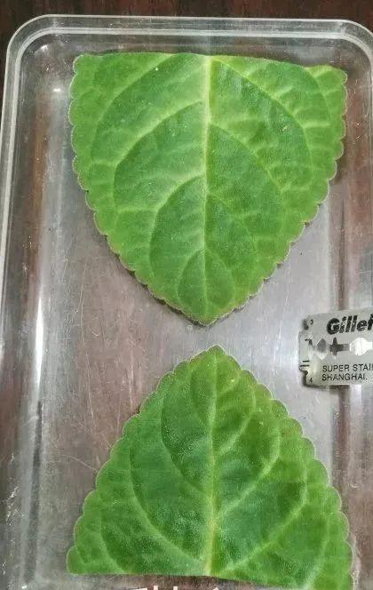 夏天这8种花不用买,叶子丢进花盆里,嗖嗖长白根