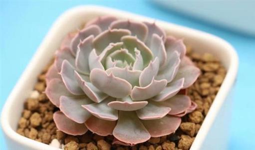 多肉为何要晒满八小时知道利弊后，才明白其中道理