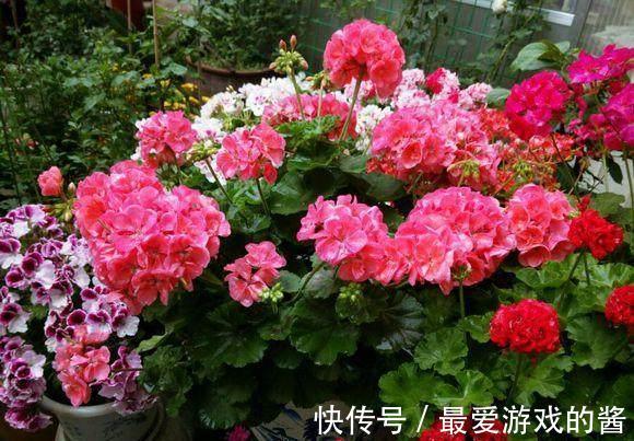 农历9月24日霜降后，养什么花？以下3种花，工作顺心事业有成