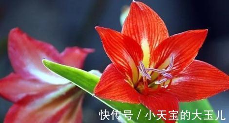 朱顶红,新年吉祥花,养好朱顶红,新年一定红