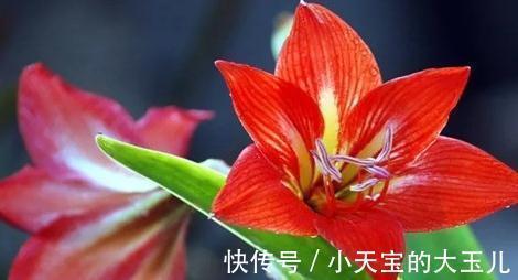 球心|朱顶红，新年吉祥花，养好朱顶红，新年一定红