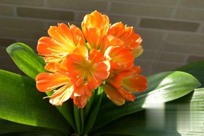 浇水|养一盆君子兰,观赏性极佳,浇水时记住口诀,肉质感强开花美