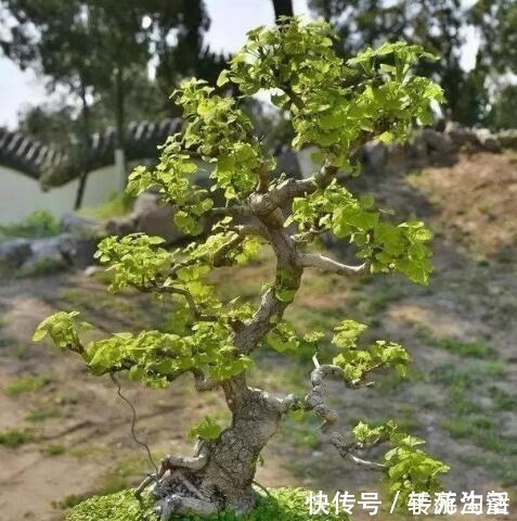 明白人都养“3种树”,看着很“普通”,殊不知,越养越“值钱”!