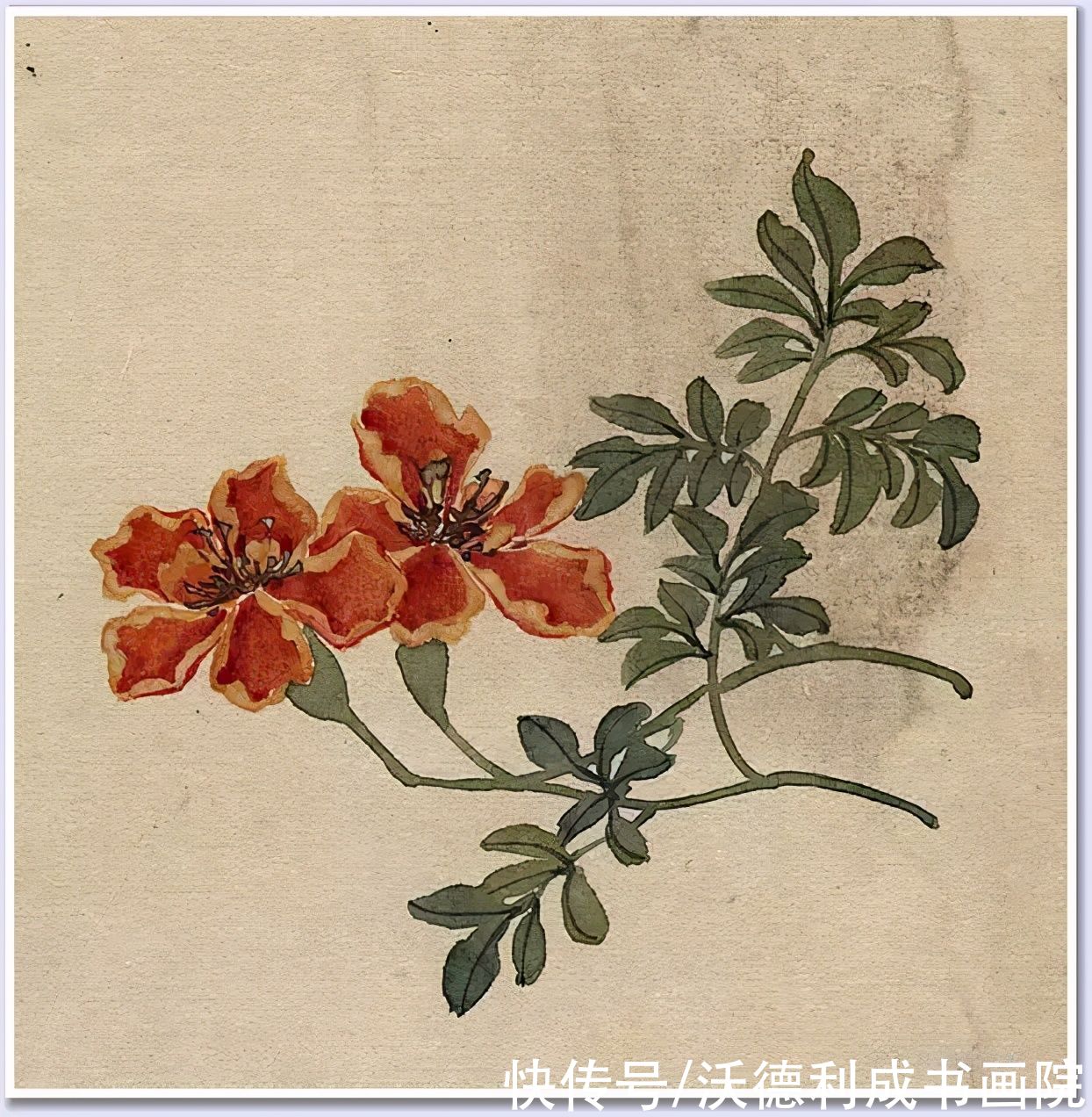 画菊|没骨百花图欣赏，美到骨子里