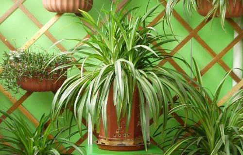 夏季天热,记得给这4种花“剃个头”,轻松度夏枝繁叶茂