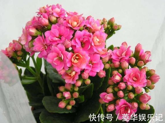 养君子兰、长寿花,盆里撒点“万能肥”,新芽猛长,呼呼开花!