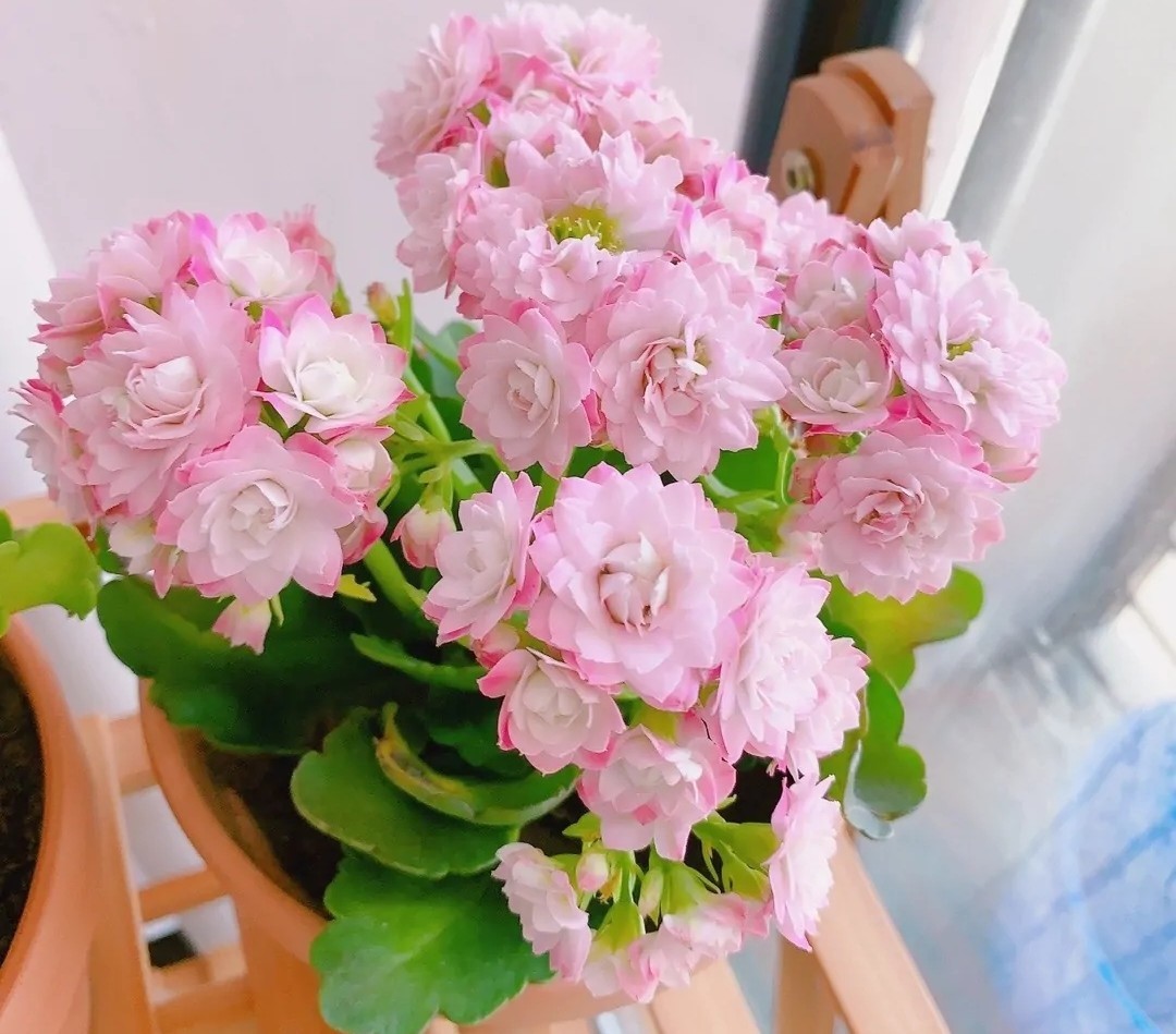 花友们|长寿花“装菜”不打花苞注意这“三点”，花苞呼呼冒花儿满枝头