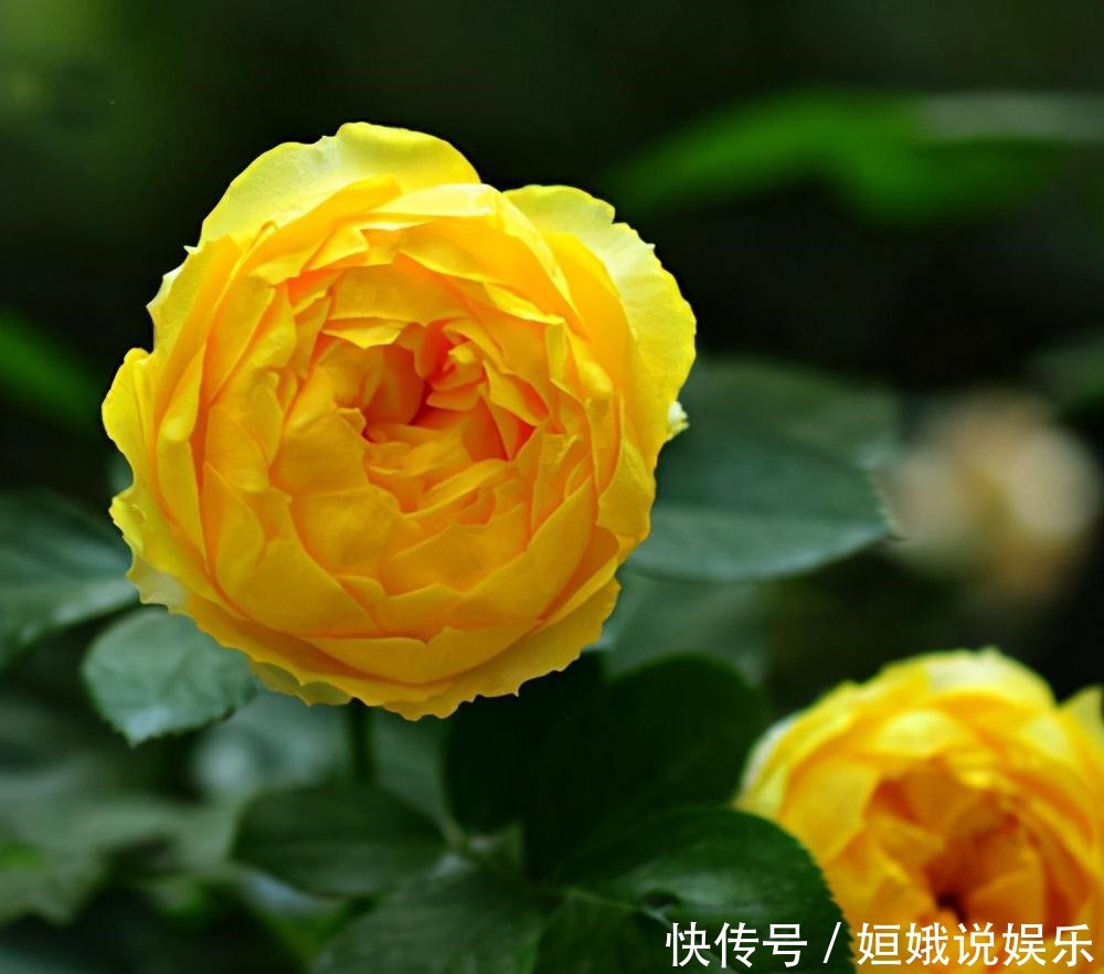  微型|这9种微型的月季花各有各的特点，你喜欢哪一种