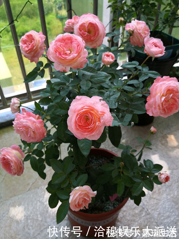 此花是世界名花，花美不输玫瑰，周年开花，养护容易，是盆栽佳品