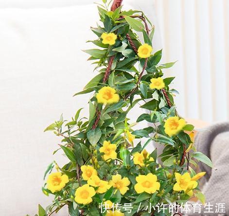 零下20度冻不死的茉莉,每年开2季,一次开3月,比香水还香