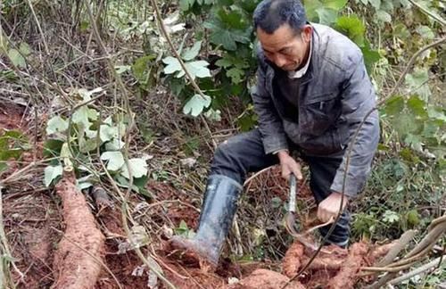 柿饼|女人缺乏黄体酮易衰老？多吃这3种养颜食物，拒绝被叫“黄脸婆”