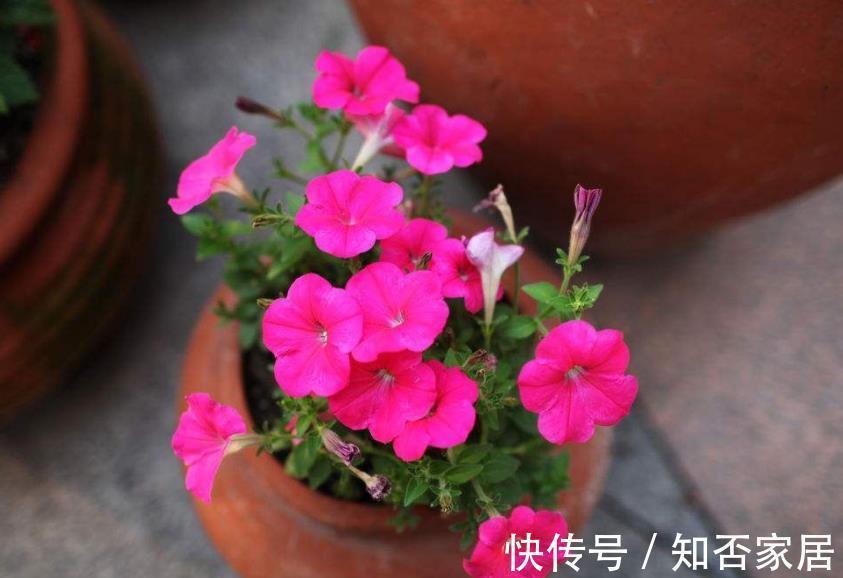 空气干燥器|三伏天,家庭养花,不注意这些地方,害虫爬满盆栽,保不住