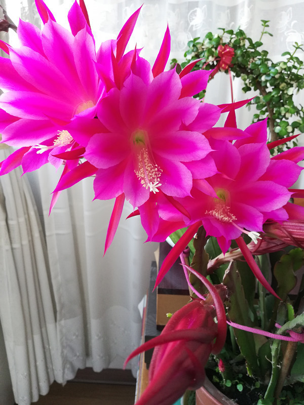 养花就养这4款,服盆快长势快,阳台上密植一片,开花烂漫迷人眼